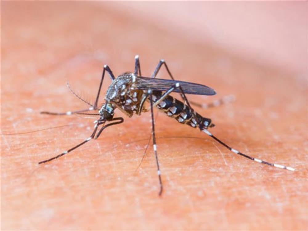 Muỗi lan truyền bệnh "đe dọa toàn cầu"